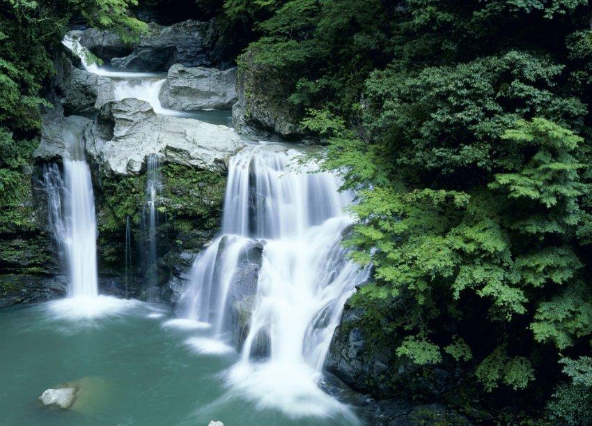 陕西眉县:野生羚牛频现红河谷森林公园